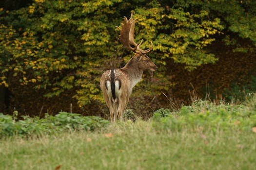 A European fallow deer stands in a grassy field with lush autumn foliage.