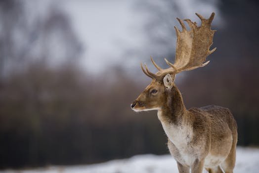 A majestic fallow deer with antlers stands in a snowy forest setting in Slovakia.