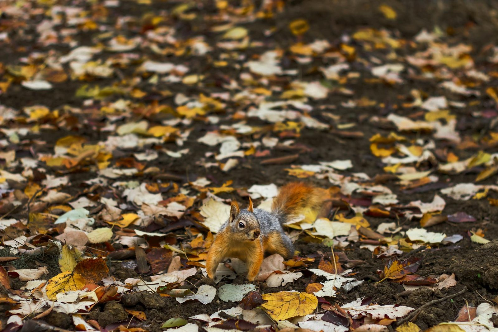 Ghidul complet Cum sa alegi l featured