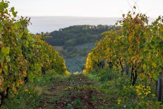 Beautiful vineyard with autumn leaves under a soft sunset light, perfect for nature photography.