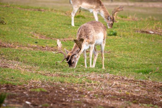 Fallow deer peacefully grazing in a lush green meadow in Leicestershire, England.